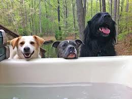 3 Dogs in a Hot Tub