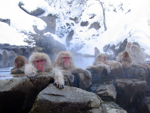 snow monkeys in Japan