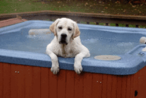 Calvin the dog inside a hot tub