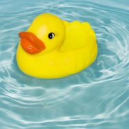 rubber duckie floating in water
